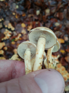 Гриб из Москва