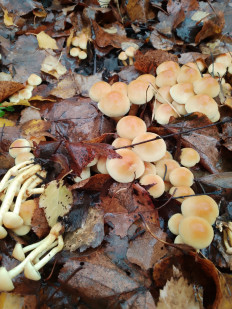 Гриб из Москва