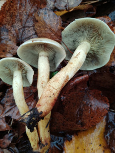 Гриб из Москва