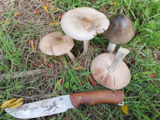 Гриб из Кропоткин