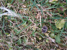 Гриб из Московская область