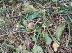 Гриб из Московская область