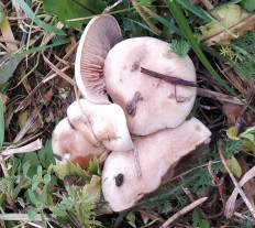 Гриб из Московская область