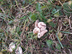 Гриб из Московская область