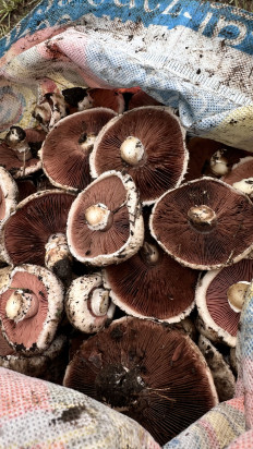 Гриб из Г. Уральск, Казахстан