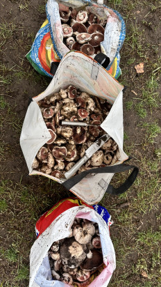 Гриб из Г. Уральск, Казахстан