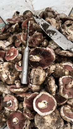 Гриб из Г. Уральск, Казахстан