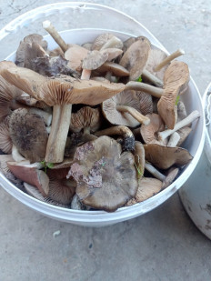 Гриб из Каневской район