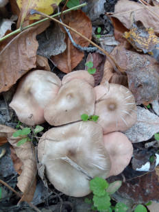 Гриб из Днестровск