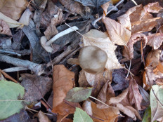 Гриб из Днестровск