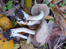 Гриб из Днестровск