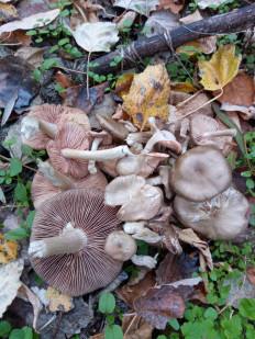 Гриб из Днестровск