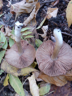 Гриб из Днестровск