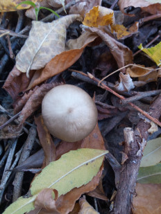 Гриб из Днестровск