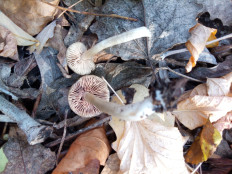 Гриб из Днестровск