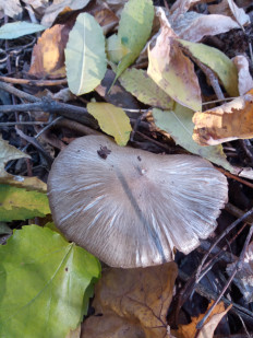 Гриб из Днестровск