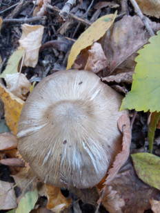 Гриб из Днестровск