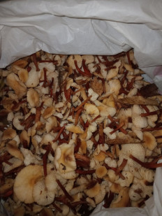 Гриб из родинское