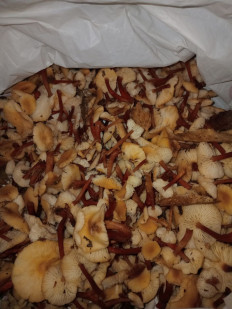 Гриб из родинское