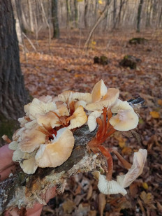 Гриб из родинское