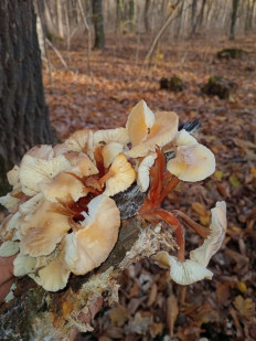 Гриб из родинское