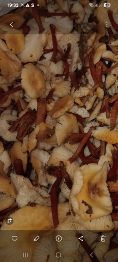 Гриб из родинское