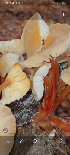 Гриб из родинское