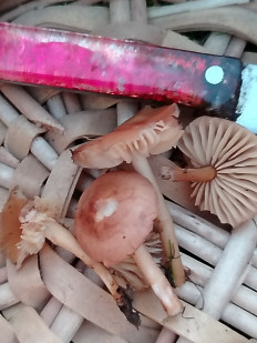 Гриб из Апшеронск