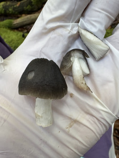 Гриб из Украина