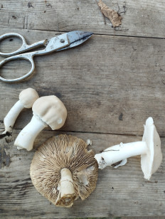 Гриб из Крым г. Севастополь