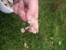 Гриб из Г.Буденновск Ставропольский край