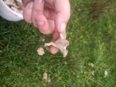 Гриб из Г.Буденновск Ставропольский край