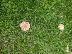 Гриб из Г.Буденновск Ставропольский край