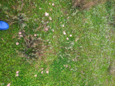 Гриб из Г.Буденновск Ставропольский край