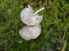 Гриб из Крань