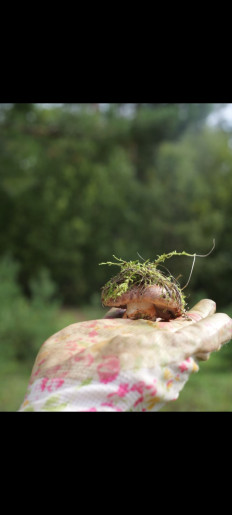 Гриб из Набережные Челны