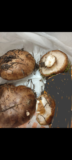 Гриб из Набережные Челны