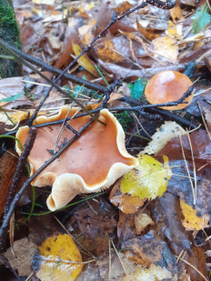 Гриб из Москва