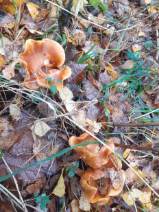 Гриб из Москва