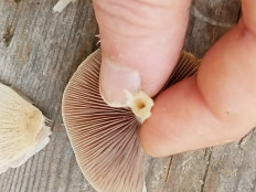 Гриб из Геленджик, с. Кабардинка