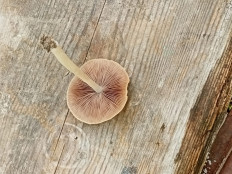 Гриб из Геленджик, с. Кабардинка