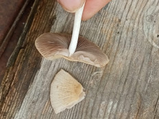 Гриб из Геленджик, с. Кабардинка