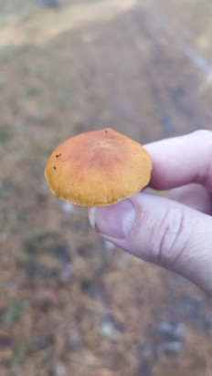 Гриб из Киев