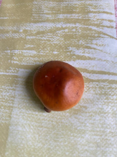 Гриб из Тамбов