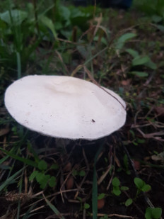 Гриб из Краснодар