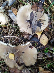 Гриб из Анна