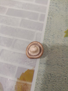 Гриб из Евпатория