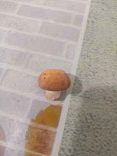 Гриб из Евпатория