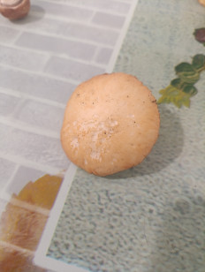 Гриб из Евпатория