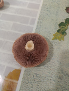 Гриб из Евпатория